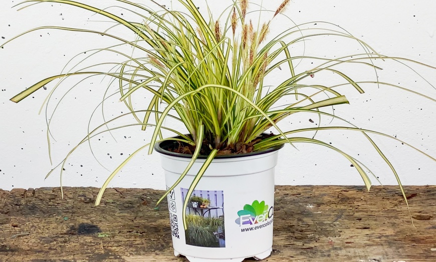 Image 5: Herbe ornementale Carex Everoro