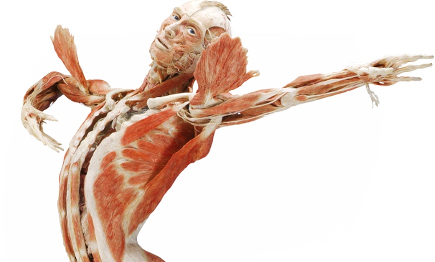 Image 1: Entrée à BODY WORLDS 