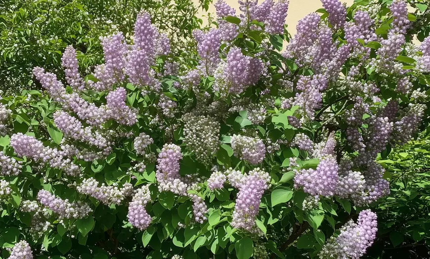 Image 6: Set de 4 lilas de variedad a elegir, entregadas en maceta, de Rootz
