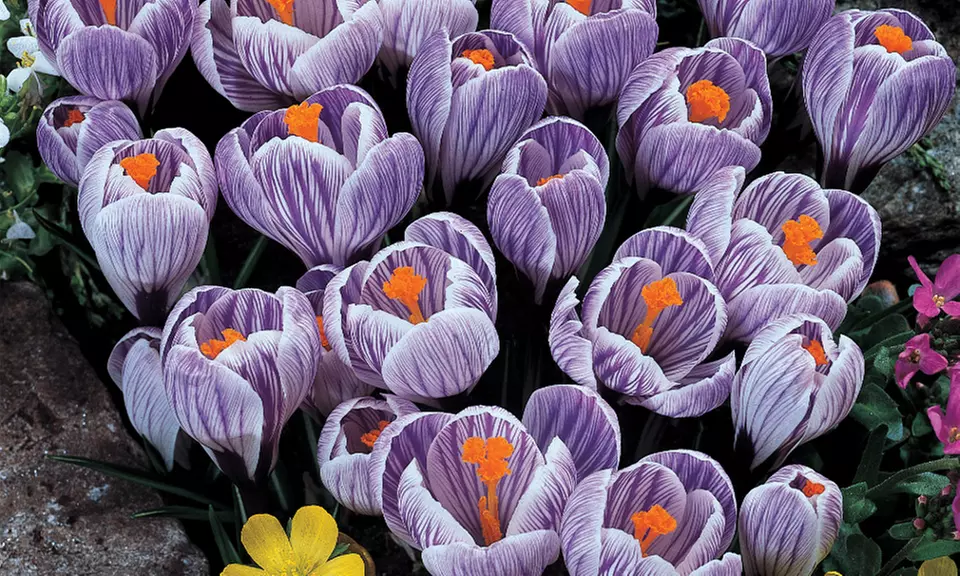 Giant Crocus Collection (50 Bulbs) - Primary Image