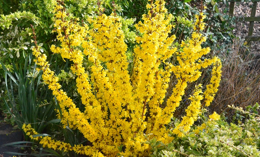 Image 4: Forsythia Plants 