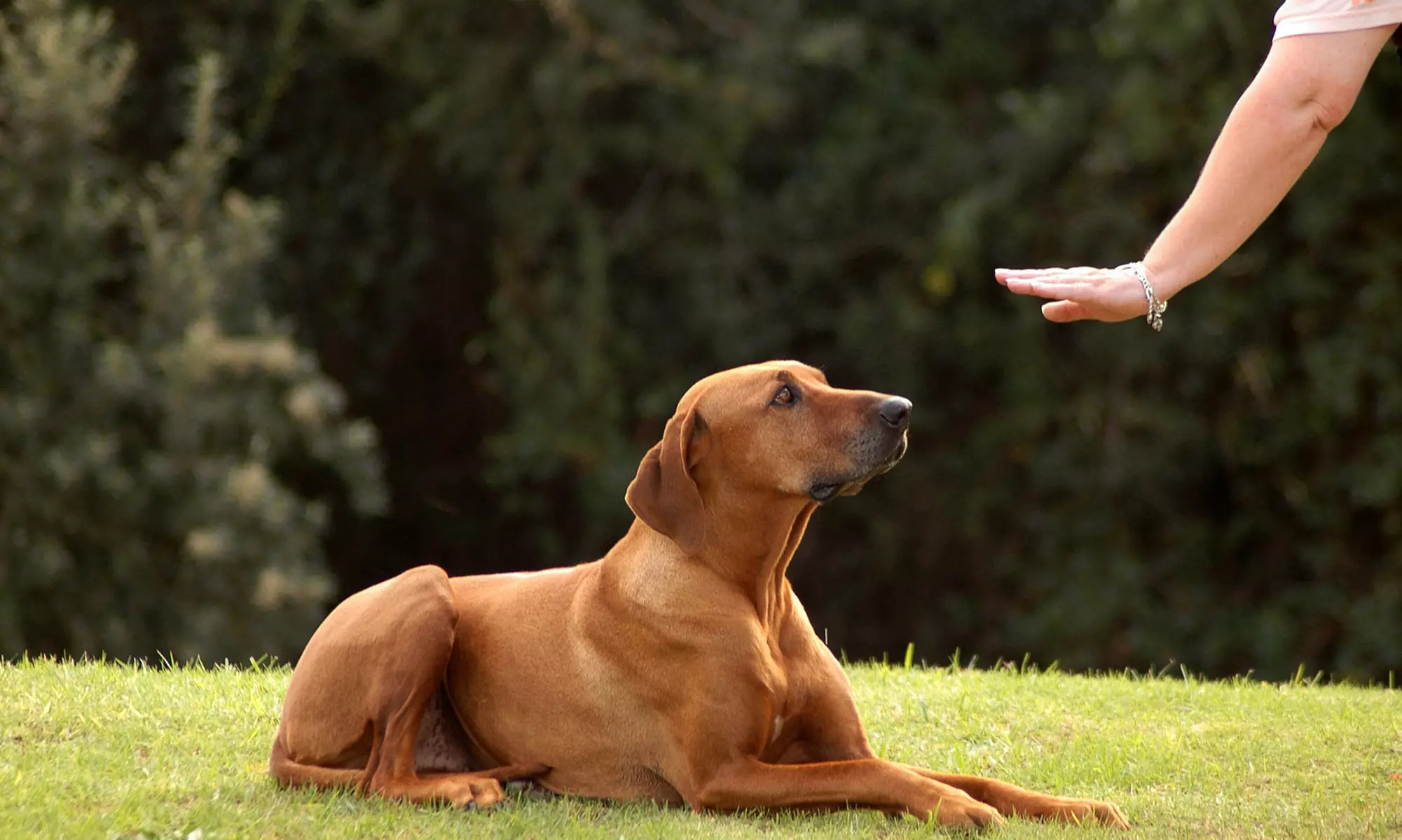 Six Group or Private Obedience-Training Classes at In Charge Dog Training (Up to 53%Off)  - Primary Image