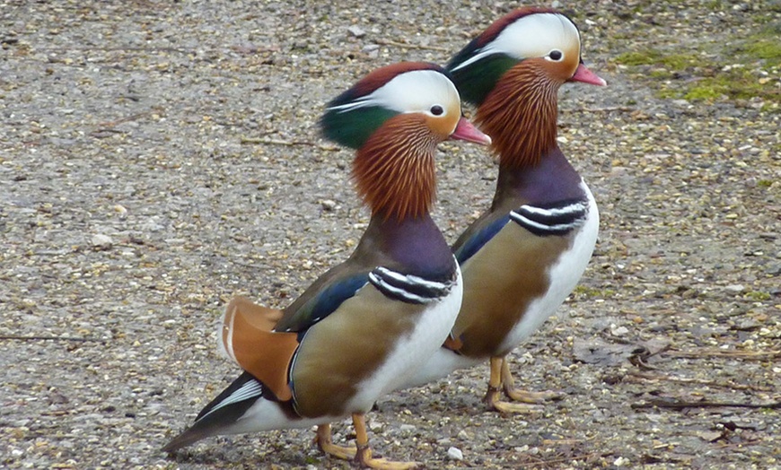 Image 5: Bentley Wildfowl & Motor Museum