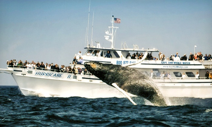 Cape Ann Whale Watch in - Gloucester, MA | Groupon