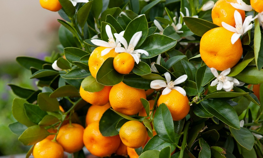 Image 3: Citrus Calamondin mini-sinaasappelboom