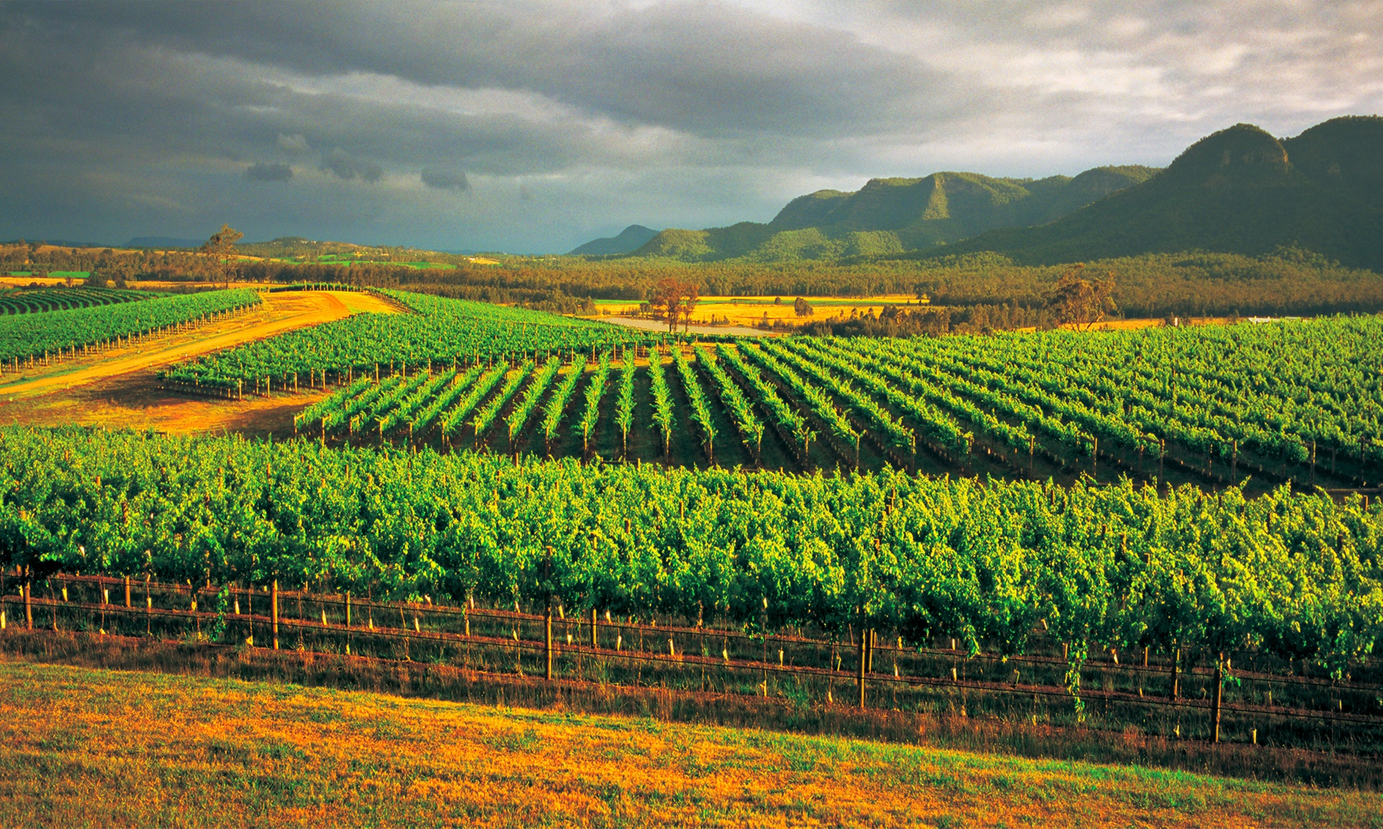 Hunter Valley Wine Tour from Sydney by Mate Tours