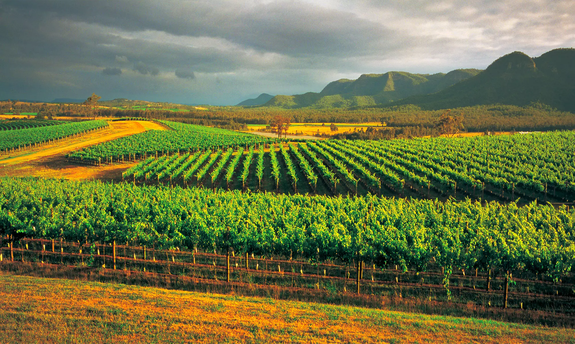 Hunter Valley Wine Tour from Sydney by Mate Tours