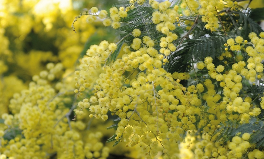 Image 5: Acacia Mimosa Dealbata in 9cm Pot - One, Two or Three Plants