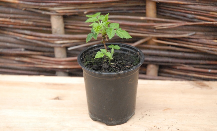 Image 6: Three Raspberry Summer Lovers Patio Red Plants