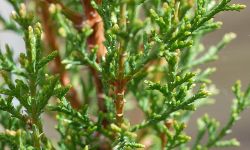 Image 2: Italian Cypress Hardy Tree Potted Plants