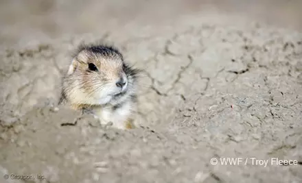 $5, $10, or $25 Donation to World Wildlife Fund  - Second Medium