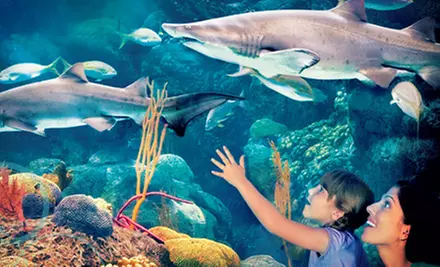 Visit for Two or Four to The Florida Aquarium (Up to Half Off)  - Primary Image