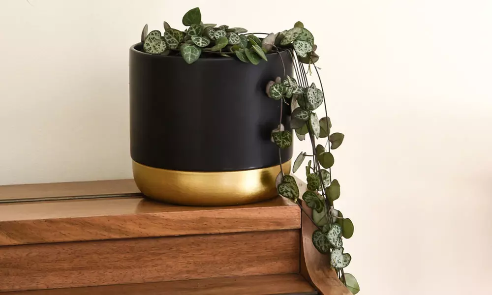 Mixed Selection of Hanging Houseplants - Potted Plants