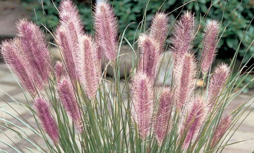 Image 1: Pennisetum Compressum Plant