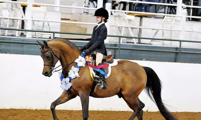 One or Two Private Horseback-Riding Lessons at Bay Area Equestrian Center (47% Off) - Primary Image