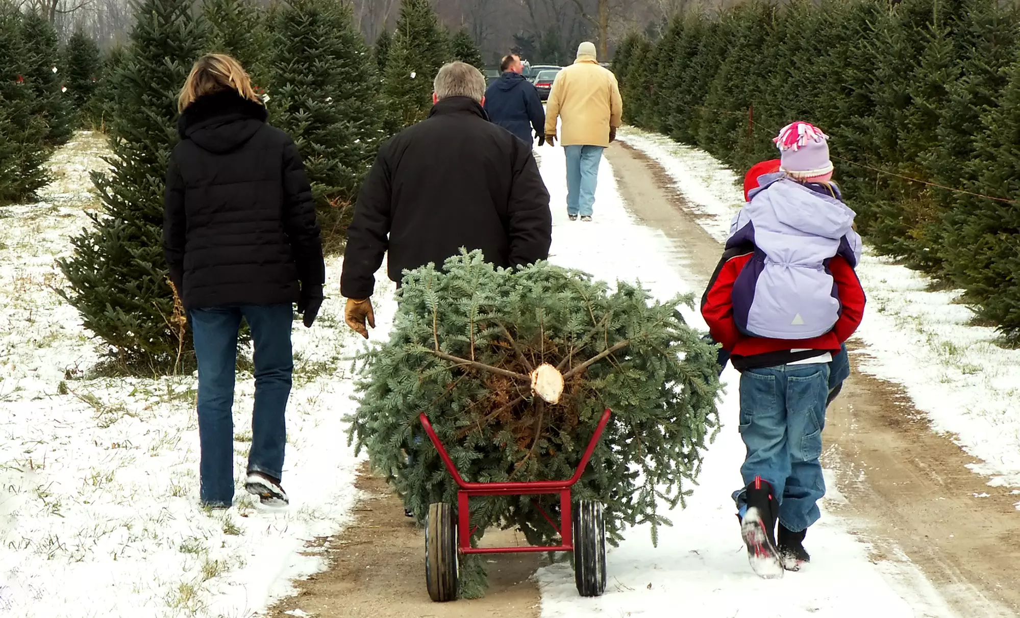 Christmas Tree with Optional Tabletop Tree from Five Star Christmas Tree Co. (Up to 60% Off). Six Options Available. - Primary Image