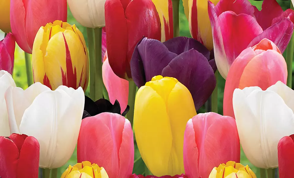 Fall Pre-order: Spring Blooming Flowers and Plants from $11.99–$16.99 - Primary Image