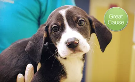 $10 Donation to Help Vaccinate Animals at a Shelter - Primary Image