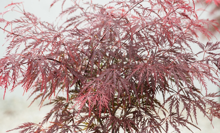 Image 4: Érable japonais Acer Garnet