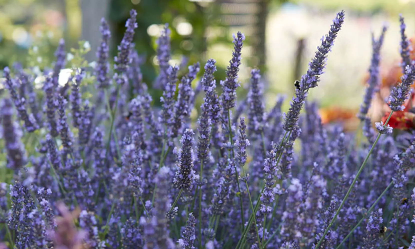 6er, 12er- oder 18er-Set Lavendel-Pflanzen