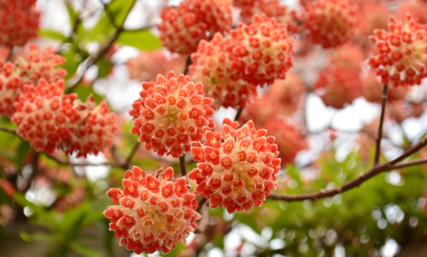 Image 1: Edgeworthia Red Dragon Plant