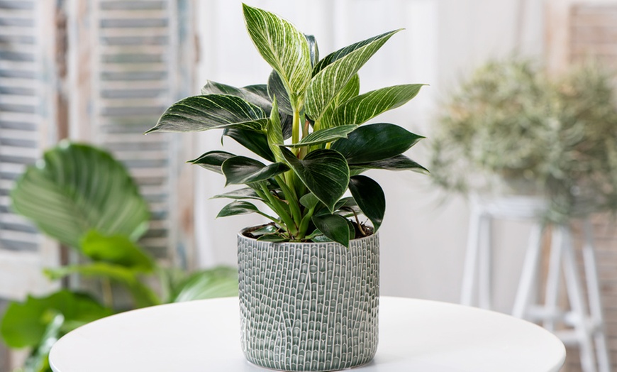 Image 1: 1 of 2 Philodendron White Wave planten