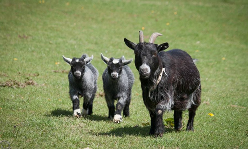 Image 4: Chew Valley Country Farm