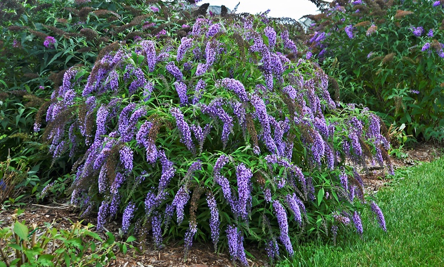 Image 2: Lot de Buddleia Wisteria Lane