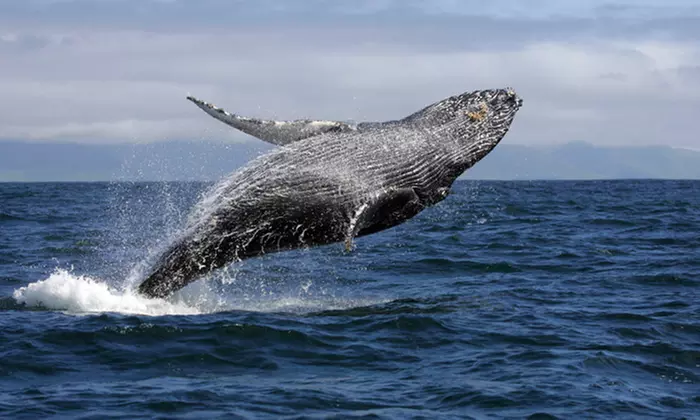 Two-Hour Whale Watching Cruise at Waikiki Snorkel Company