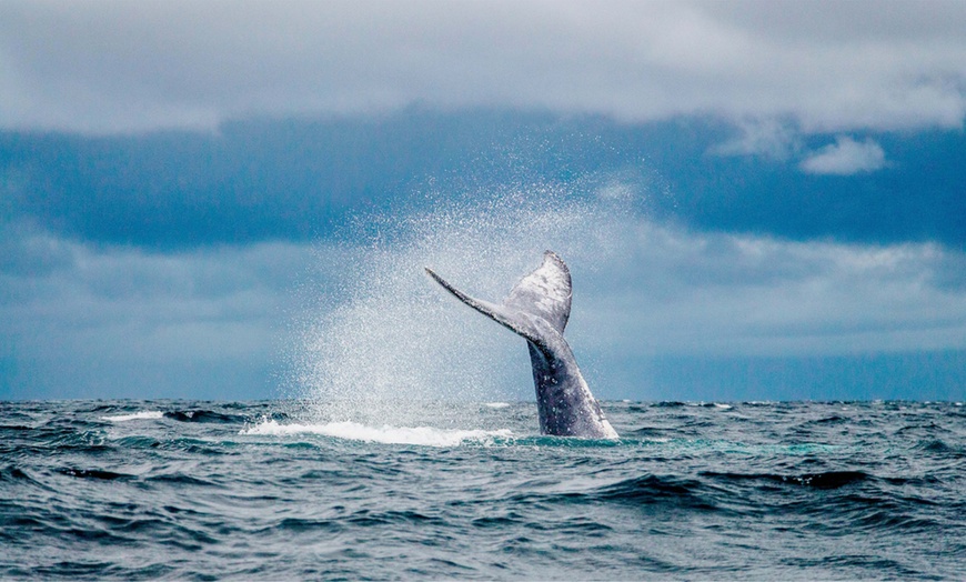 Image 2: Two Hour Whale Watching Tour in Waikiki for One, Two or Four Person (Up to 30% Off)