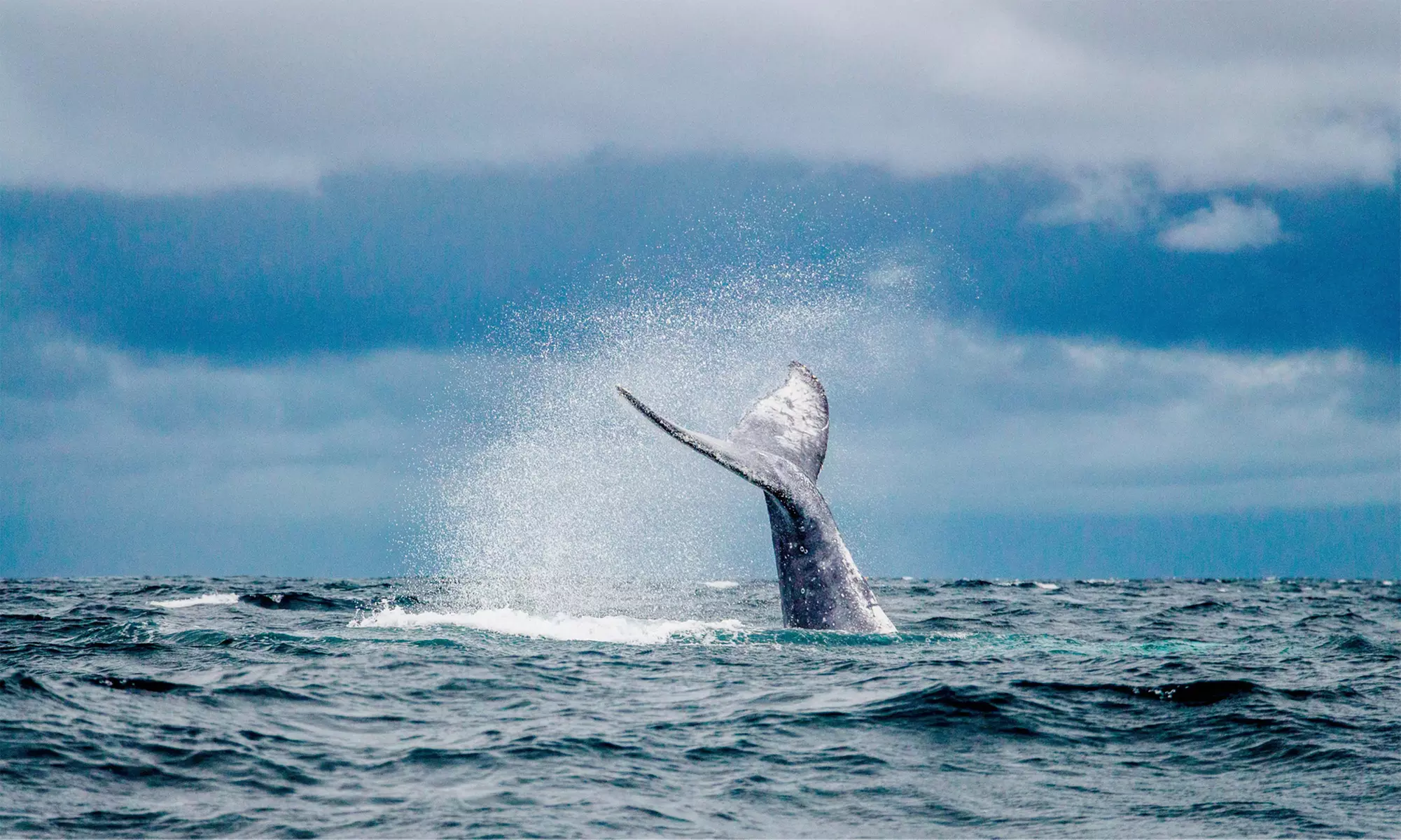 Two Hour Whale Watching Tour in Waikiki for One, Two or Four Person (Up to 30% Off)