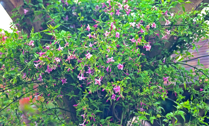 Image 4: 12 Climbing Plant Collection for £19.99