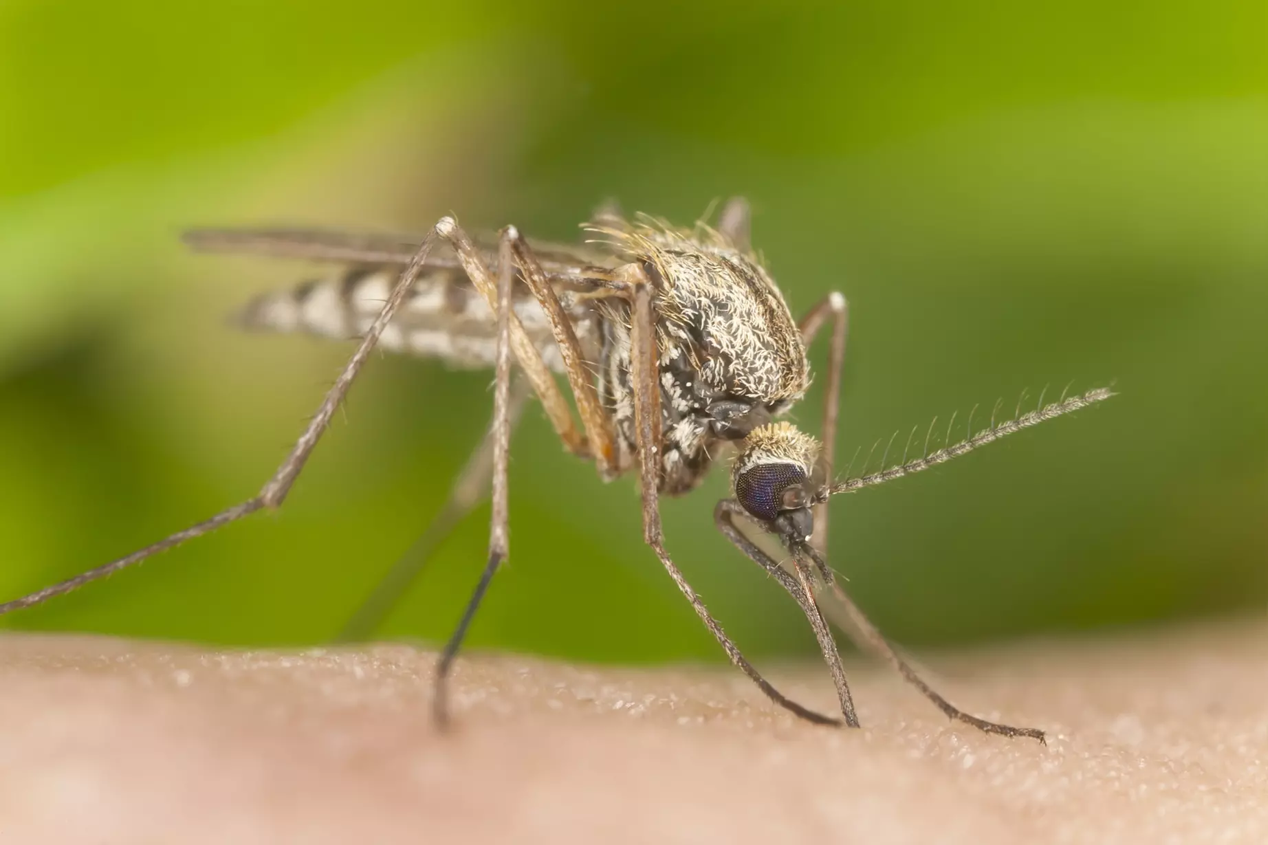 Mosquito Control Treatment from Mosquito Hunters- St. Louis
 (Up to 51% Off). Two Options Available. - Primary Image