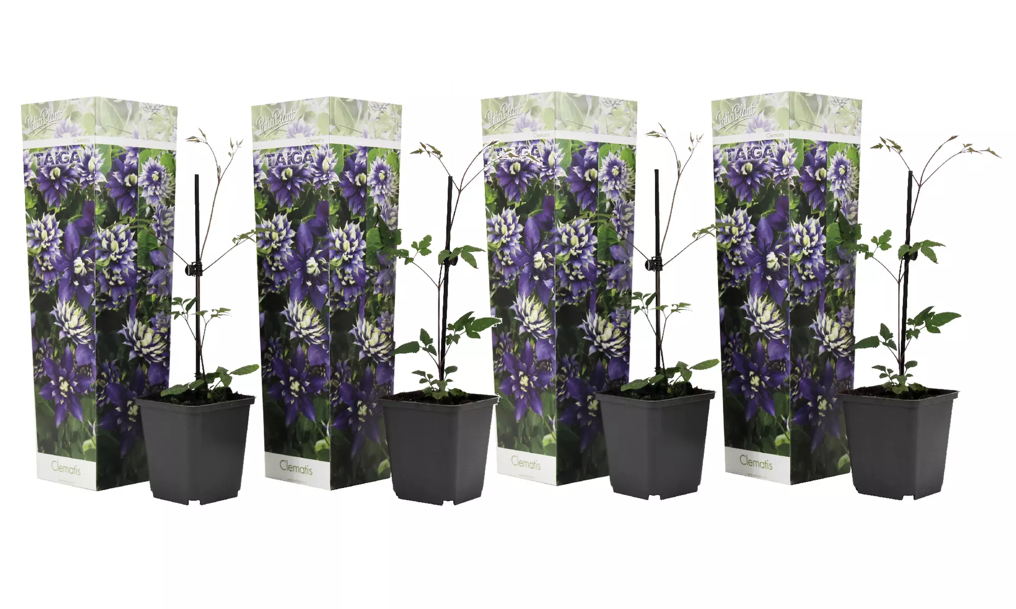 2er- oder 4er-Set Waldreben (Clematis) Taiga, inkl. Versand - Second Medium