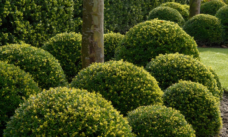 Image 2: Ilex crenata Dark Green