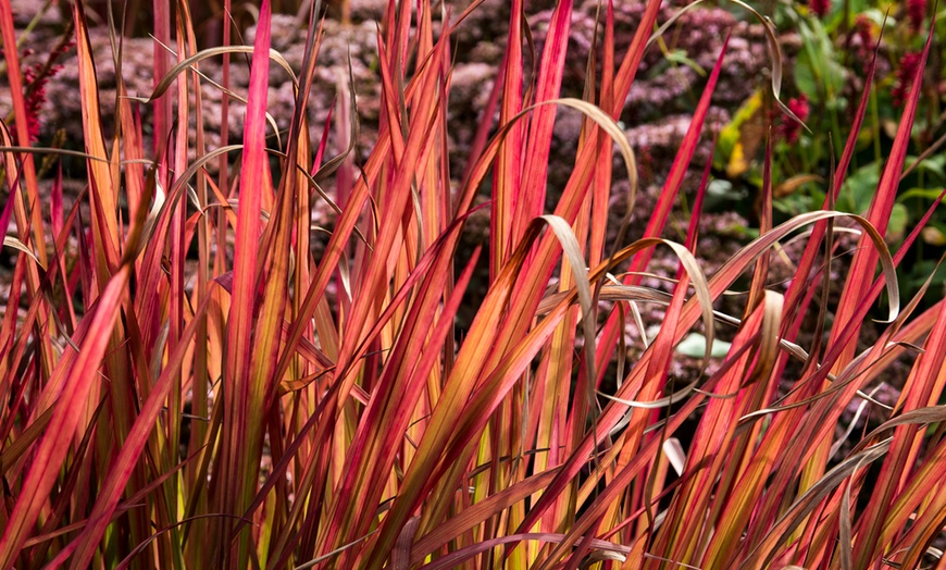 Image 2: Hardy Japanese Blood Grass – 1, 2 or 5 Potted Plants
