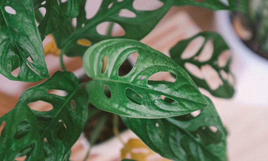 Image 6: Plante hydroponique avec vase en verre