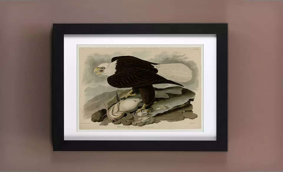 $59 for a Framed Audubon Bird Print ($231 List Price). 24 Options Available. Free Shipping and Free Returns. - Second Medium