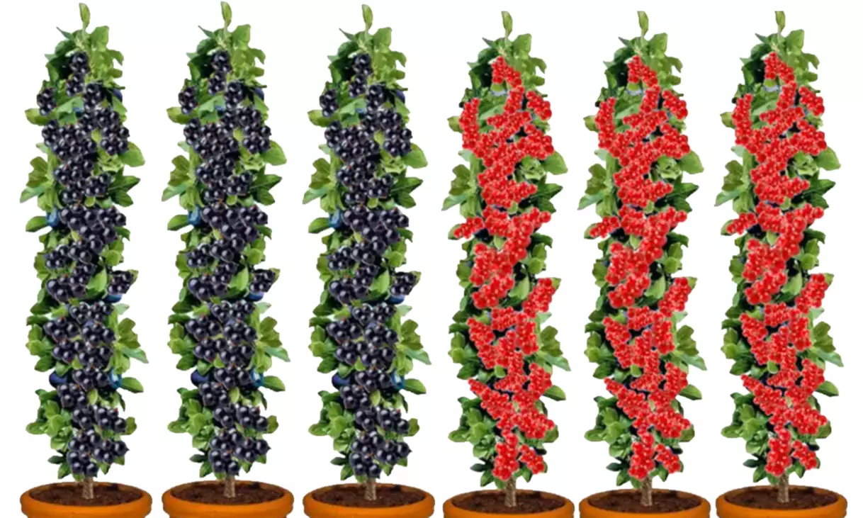 3x oder 6x rote und/oder schwarze Johannisbeeren - Primary Image