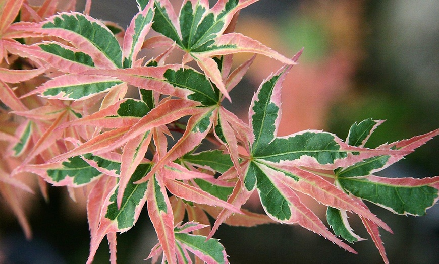 Image 1: Variegated Japanese Maples