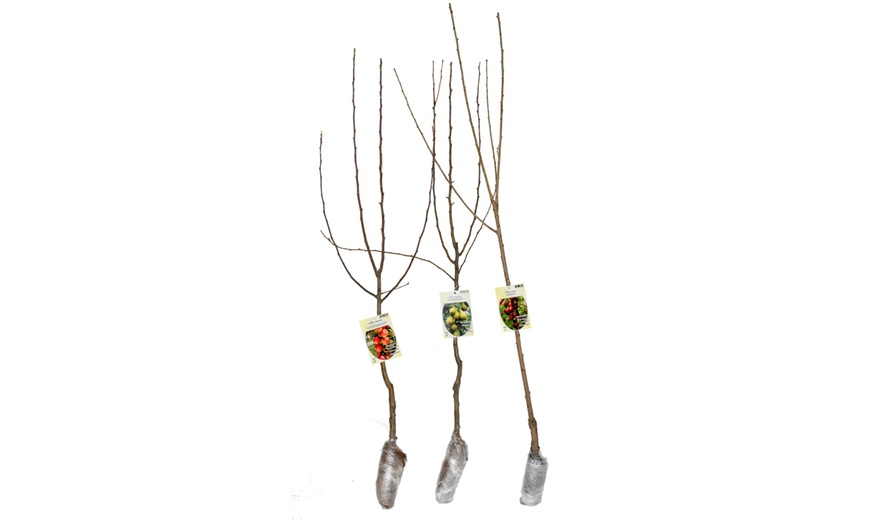 Image 9: Lot de 3 arbres fruitiers