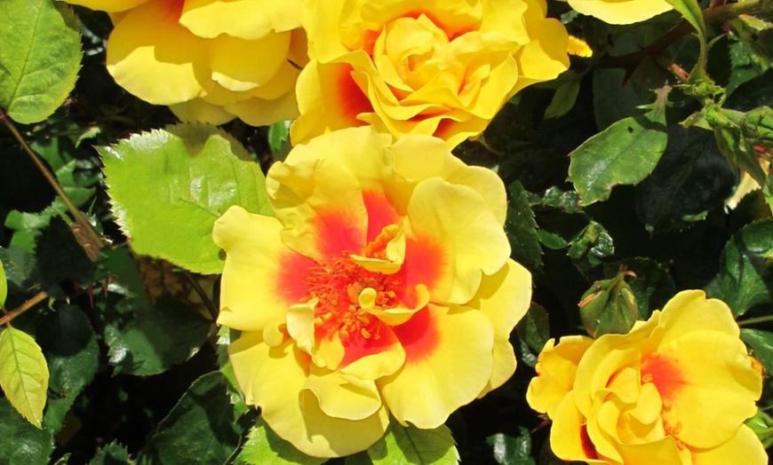 Image 8: Upto 6 Scented Climbing Rose Collection