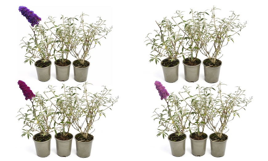 Image 2: Set di 3 Buddleja davidii Butterfly Bush