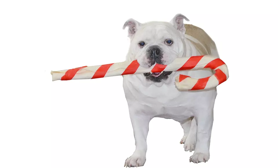 Large Pork Candy Cane for Dogs - Primary Image