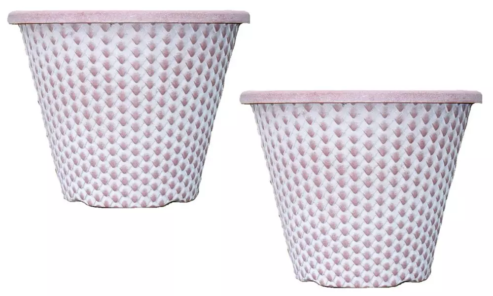 Two Standard Evergreen Ceanothus Trees with Optional Planters - Second Medium