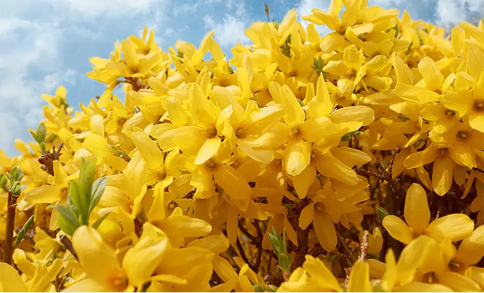 Forsythia Shrub. Free Returns. - Primary Image