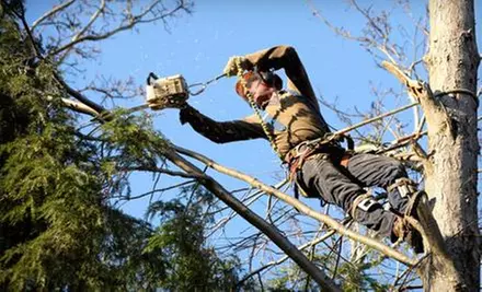 $375 Off $750 Worth of Tree Removal - Primary Image