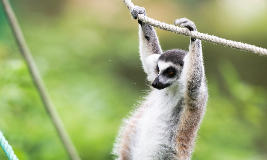 Image 19: Rencontrez la faune du monde entier au Touroparc Zoo