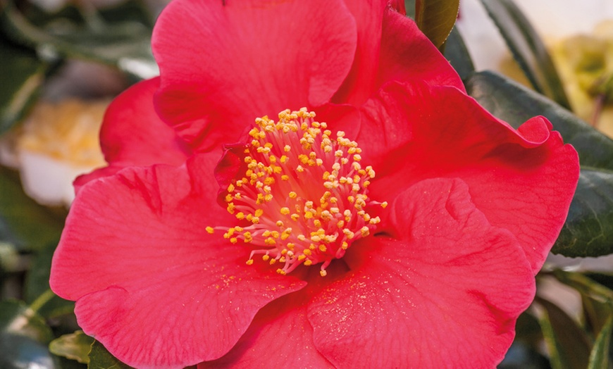 Image 6: One or Three Hardy Camellia Potted Plants