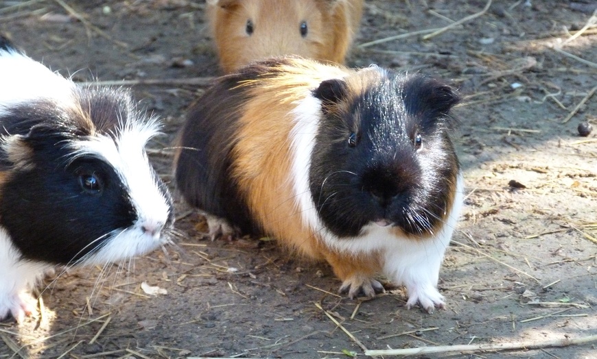 Image 13: Entrées au Parc Animalier Ginasservis Zoo